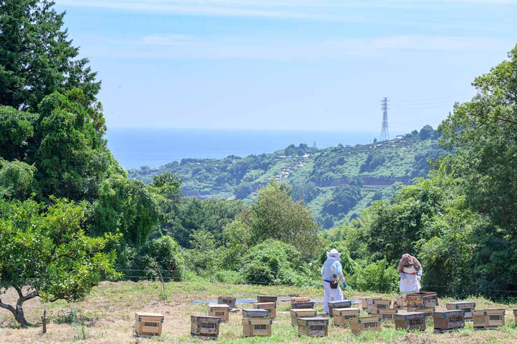 朝翠 風景.jpg